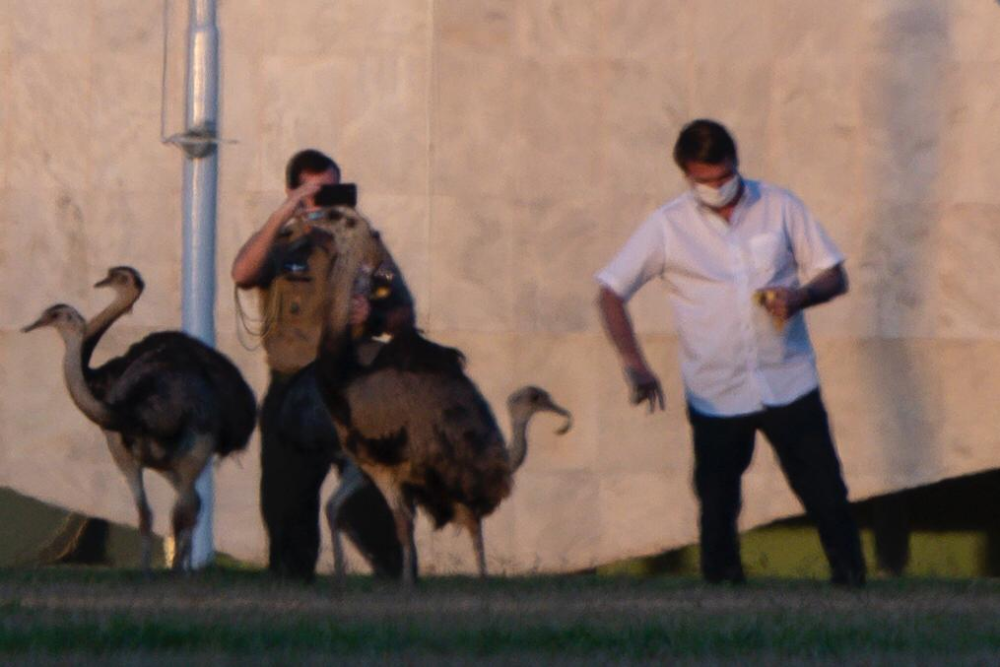 博索纳罗|巴西总统隔离后要求再做一次检测，散步时还被大鸟给咬了