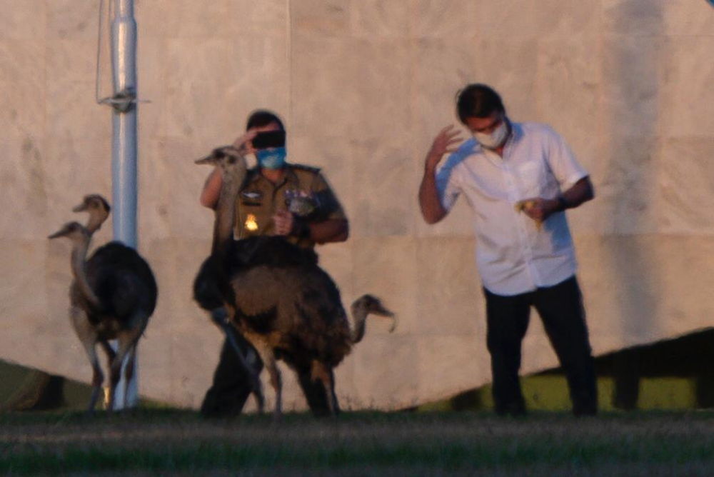 博索纳罗|巴西总统隔离后要求再做一次检测，散步时还被大鸟给咬了