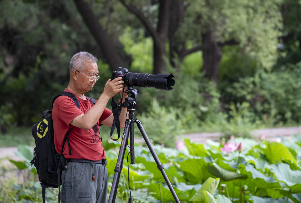 辽宁老干部摄影协会缓解中老年摄影爱好者宅家的烦恼组织拍摄荷花