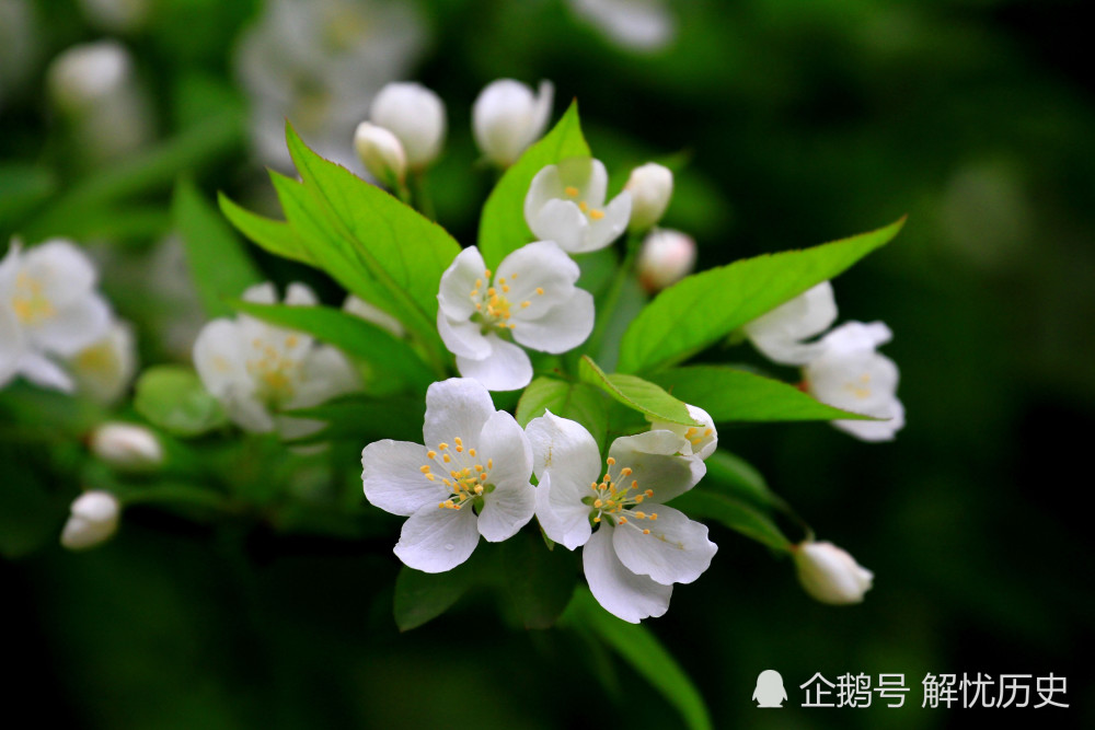 苏轼|“一树梨花压海棠”秀了千年，谁知却是苏轼抄袭元稹的，原诗更秀
