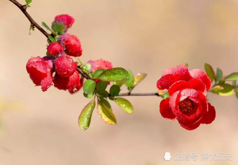 苏轼|“一树梨花压海棠”秀了千年，谁知却是苏轼抄袭元稹的，原诗更秀
