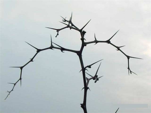 为阻挡敌军士兵前进,除了埋地雷诡雷,还有圈养的铁丝网