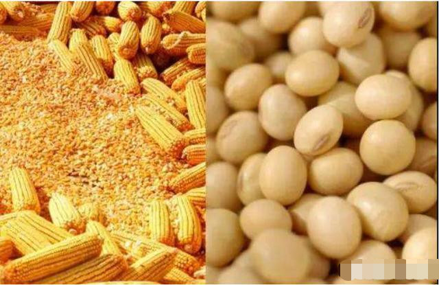 种植大豆和玉米的补贴额度为什么会差近200元?答案其实很简单