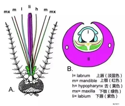 蚊子|全世界最“致命”的动物是什么？每一次叮咬可能传播4种疾病