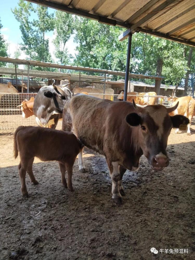 那么如何饲喂牛妈妈预混料呢?配比怎么做呢?