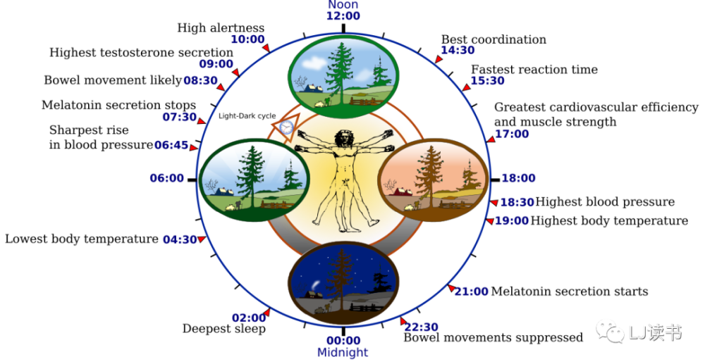 org/wiki/circadian_rhythm阳光和黑暗会影响大脑中荷尔蒙的释放.