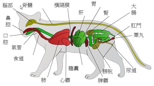 猫咪作为纯肉食性动物,消化系统和人类的不太一样.