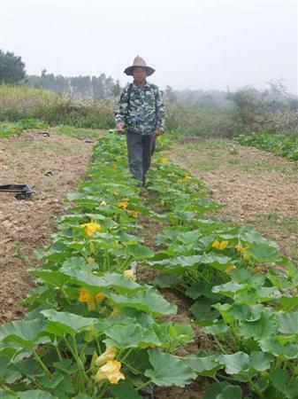 种植南瓜不结瓜产量低教你做好这项管理南瓜轻易就结瓜