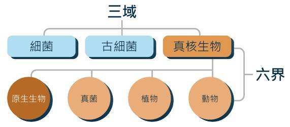 微生物进化树图片