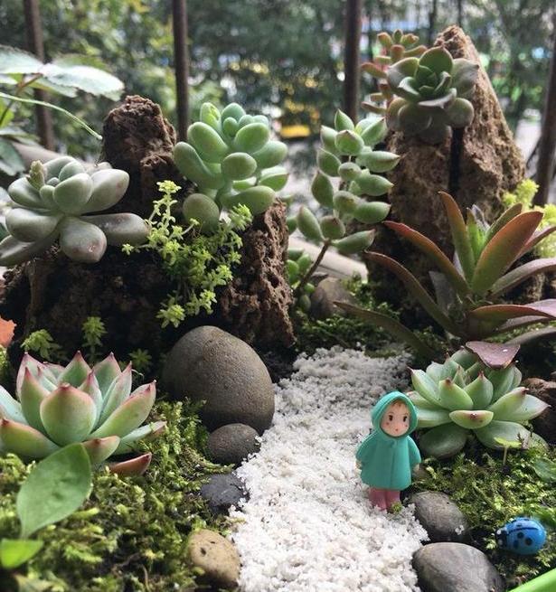 厌烦了一株多肉一个盆,就这样拼盘养殖,好看,上档次,美如画