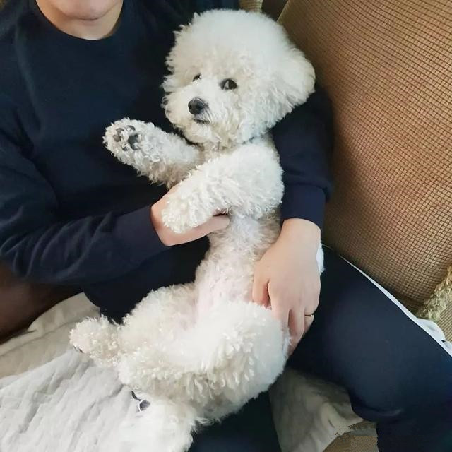 女子出去玩泰迪抢着坐副驾驶黏着男友绿茶狗坐实了