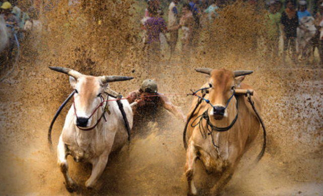 全身长满肌肉的猛牛一脚力量多大堪称牛界的施瓦辛格