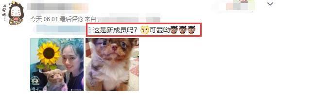 郭碧婷|孕妇郭碧婷剪利落短发留台待产，抱狗狗出镜脸上露久违笑容