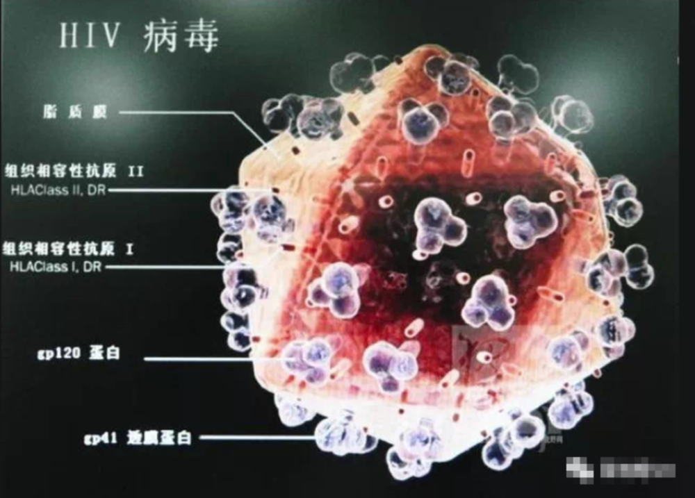 人类免疫缺陷病毒|美籍华裔病毒学家黄以静去世 她是世界首位破解艾滋病毒结构的科学家