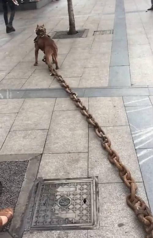狗狗身上挂了粗重的铁链子路人都很心疼了解情况后只想点赞了