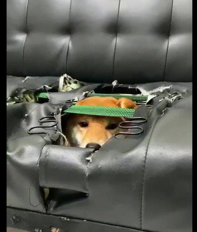 柴犬将家里的真皮沙发咬个洞钻进里面藏起来表情还挺骄傲的啊