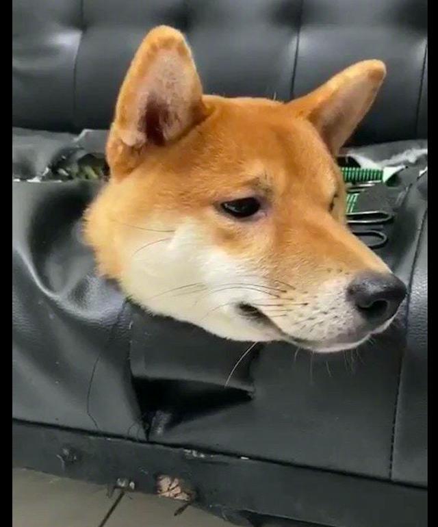 柴犬将家里的真皮沙发咬个洞钻进里面藏起来表情还挺骄傲的啊