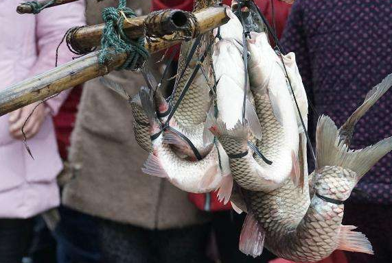 神奇的"弓鱼术",将鱼捆绑成弓的形状,夏天离水1天也不死