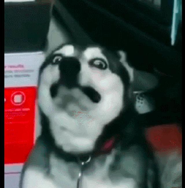 哈士奇被野猫欺负了,它当时就委屈抽泣起来,为什么看了好想笑!