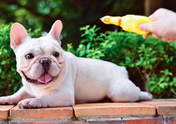 法斗流口水严重有什么问题吗 狗狗 法斗 换牙期