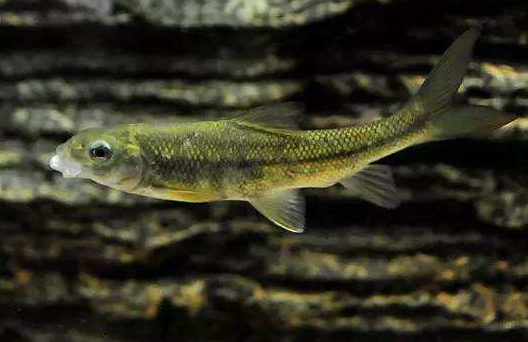 赤鳞鱼原名螭鳞鱼,又名石鳞鱼,时鳞鱼,斑文鱼等