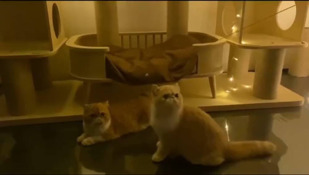 章子怡|章子怡过亿豪宅曝光：上下三层装修豪华，游泳池后花园应有尽有