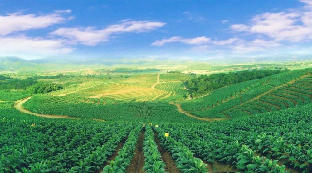 现在中国的烟草都统一定价,各位对此有什么想说的吗?