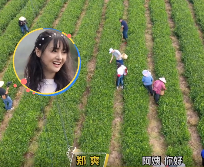 郑爽|郑爽不化妆就去摘茶叶，镜头近距离扫过她的脸，终于相信她28岁