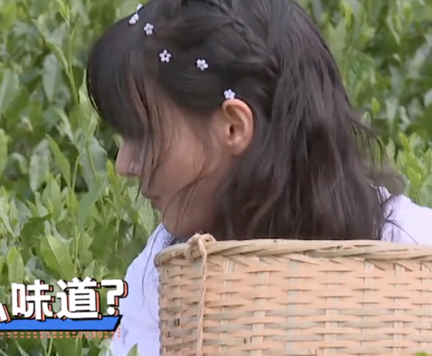 郑爽|郑爽不化妆就去摘茶叶，镜头近距离扫过她的脸，终于相信她28岁