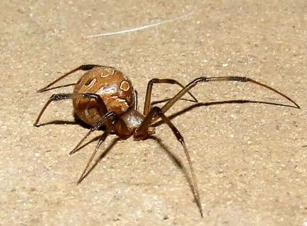 十大恐怖毒蜘蛛排行图片