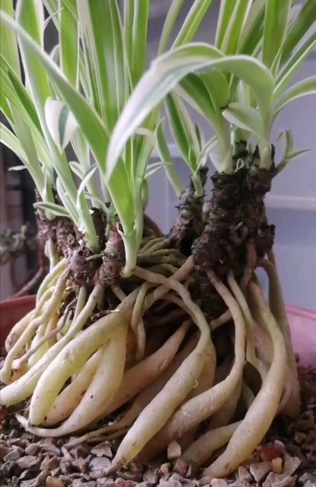 1盆吊兰抽出50个茎,提起来变老桩,真稀罕!