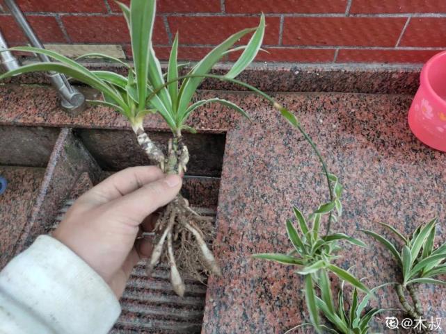 1盆吊兰抽出50个茎,提起来变老桩,真稀罕!