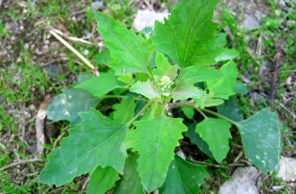 农村1种喂猪草 却是 高钙菜 含钙量是牛奶2倍 城里一斤10块 腾讯新闻