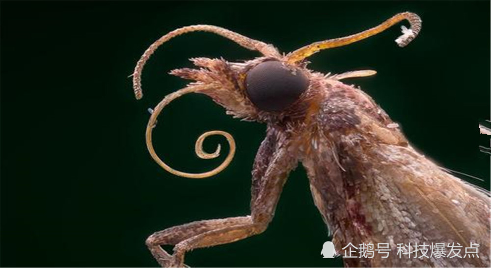 外星人长得像昆虫?牛津教授表示,或许在地球上人类感受不到!_腾讯新闻
