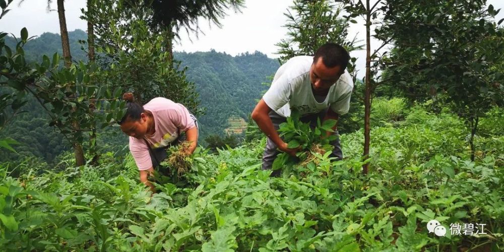 碧江苗哨溪村油茶林下套種西瓜昔日貧困戶變身小老闆