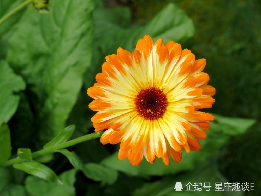 7 月 16 日 誕生 花