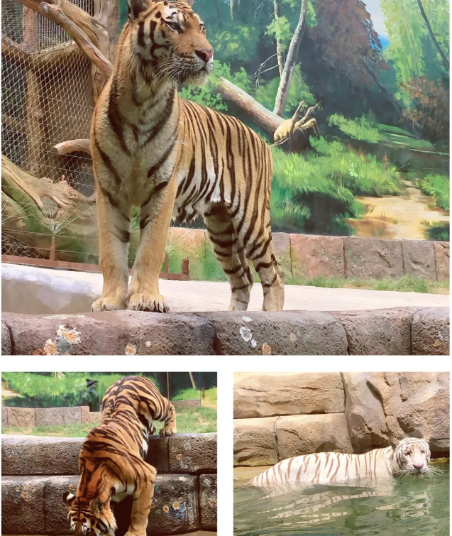 开园10天后再游银基动物王国现在到底啥样