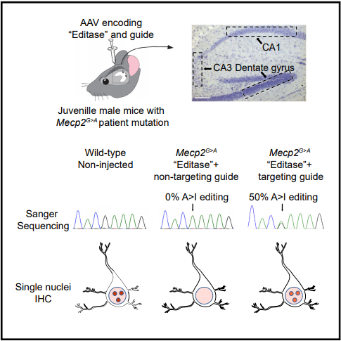 胶质母细胞瘤|脑科学日报：胶质母细胞瘤新靶标被发现；限时饮食可以减肥！