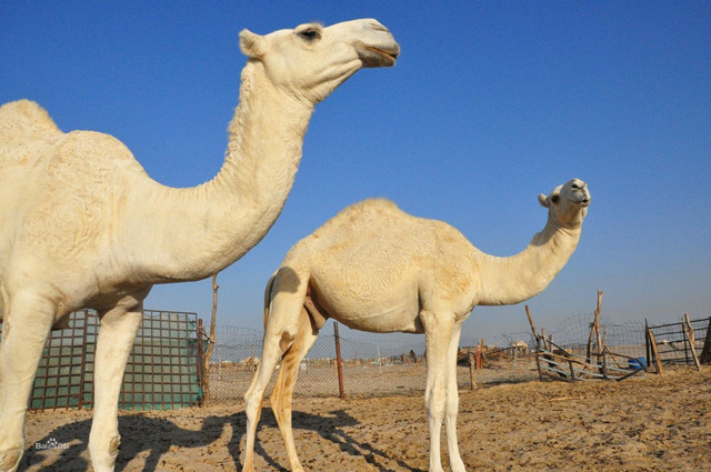 单峰骆驼 我好喜欢你 你看到我嘴里的粉红色肉球了吗 腾讯新闻