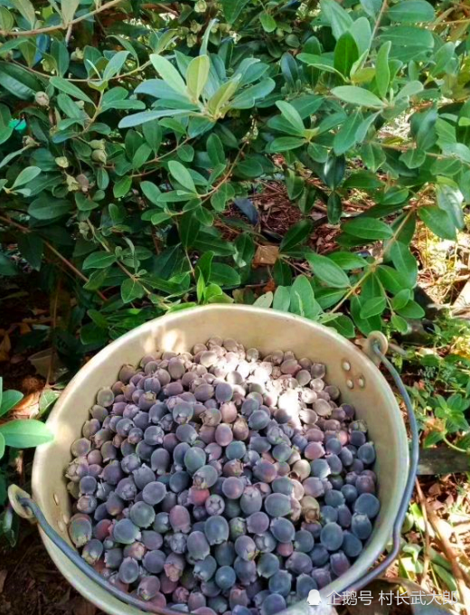 仅南方才有的山捻子现20元一斤遇到赶紧下手最适合男性