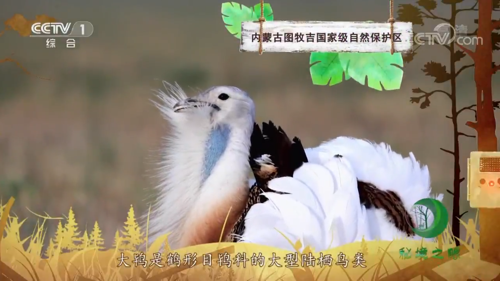 飞行员|大鸨，为爱挺身而出的重量级“飞行员”