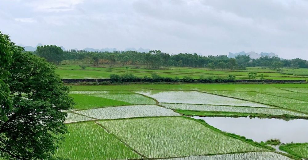 农业|南方持续强降雨，防灾减灾要注意这些……