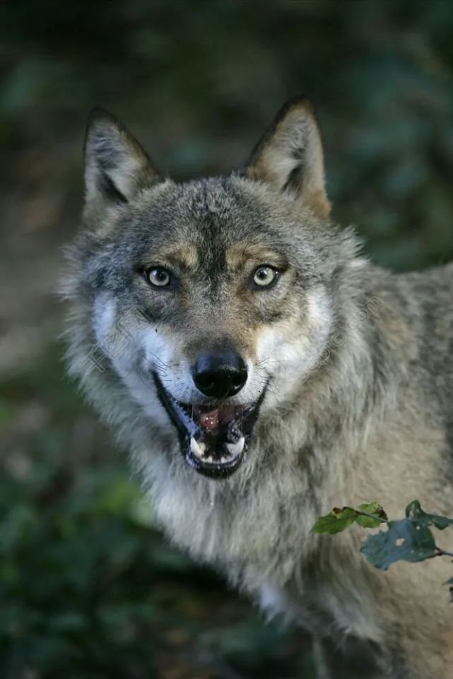 在你的生命旅程中你在喂养哪匹狼 少有人走的路1