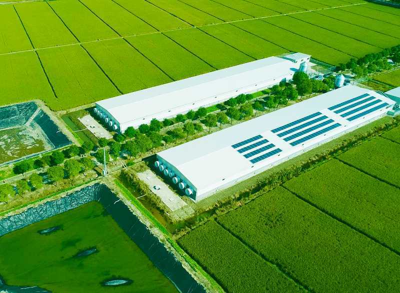 猪肉|养猪，吃肉、更肥田