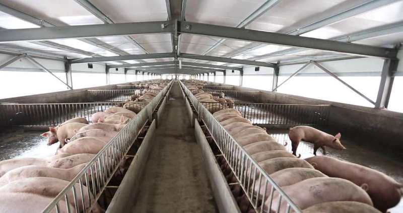 猪肉|养猪，吃肉、更肥田