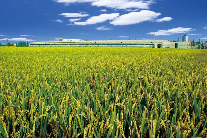 猪肉|养猪，吃肉、更肥田