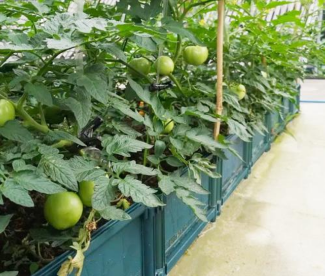 创意生活阳台种菜记