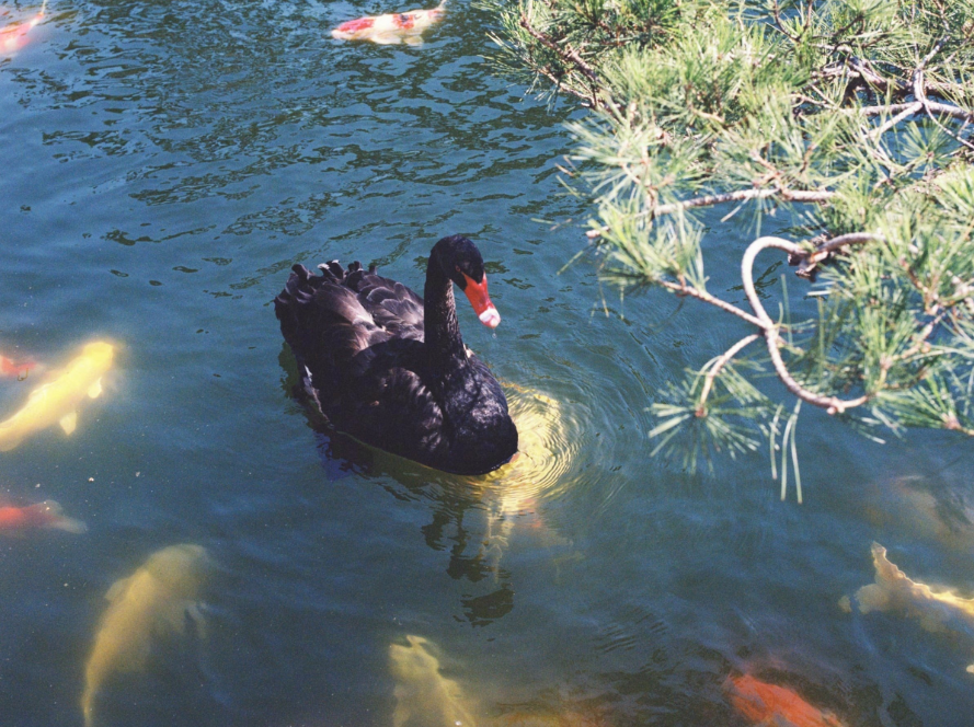 中餐厅|《中餐厅》赵丽颖发文有深意，文中锦鲤天鹅，路人喊话杨超越张艺凡
