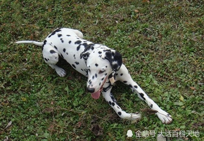 斑点犬 因一身斑点而非常有时尚感 博得了人们的眼球 腾讯新闻