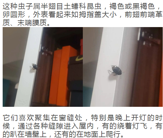 明日天气很多人家里出现这种小虫又黑又臭你见过吗